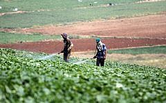 Illustrative photo of an agricultural field in Israel, May 2013 (Issam Rimawi/Flash90)