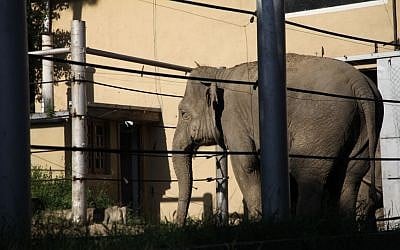 An elephant that had previously escaped from a flooded zoo stands behind bars of its cage inside the zoo in Tbilisi, Georgia, on June 14, 2015.  (Tinatin Kiguradze/AP)