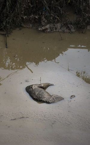 A body of an animal lies in the mud at a flooded zoo area in Tbilisi, Georgia, on June 15, 2015. (AP /Pavel Golovkin)