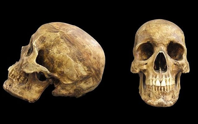 Illustrative: A skull of Homo sapiens, al-Kafza cave, Middle Paleolithic Period, ca. 85,000 years ago. (Courtesy Israel Museum) Illustrative: A skull of Homo sapiens, al-Kafza cave, Middle Paleolithic Period, ca. 85,000 years ago. (Courtesy Israel Museum)