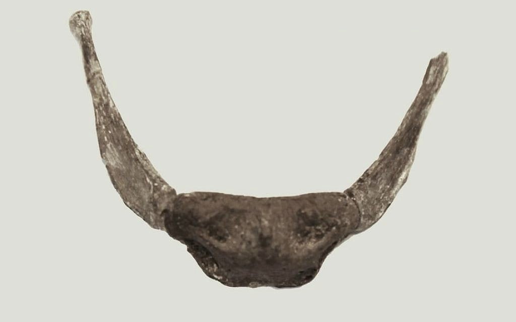 Hyoid bone, which enables humans to produce sounds that make spoken language possible
Kebara cave, 60,000 year ago (Courtesy Israel Museum)