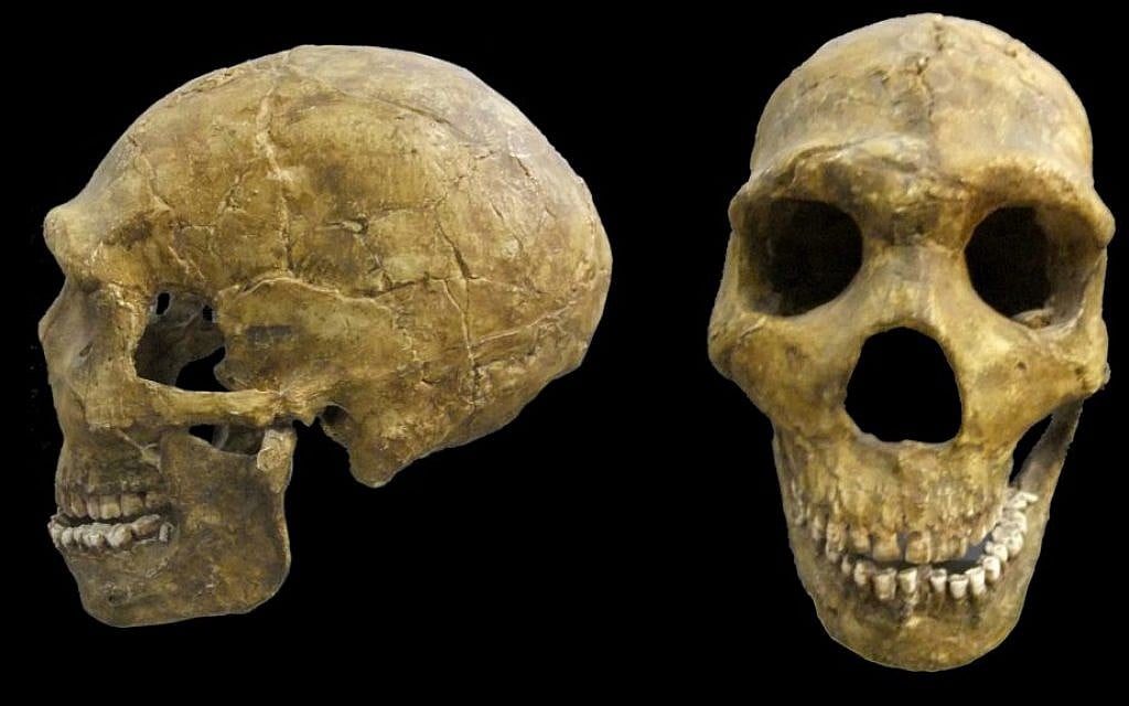 A skull of Neanderthal man, Amud Cave, Middle Paleolithic Period, ca. 60,000 years ago (Courtesy Israel Museum)