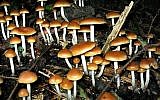 Psilocybin mushrooms, also known as psychedelic mushrooms. (CC BY-SA Raeky/Wikimedia commons)