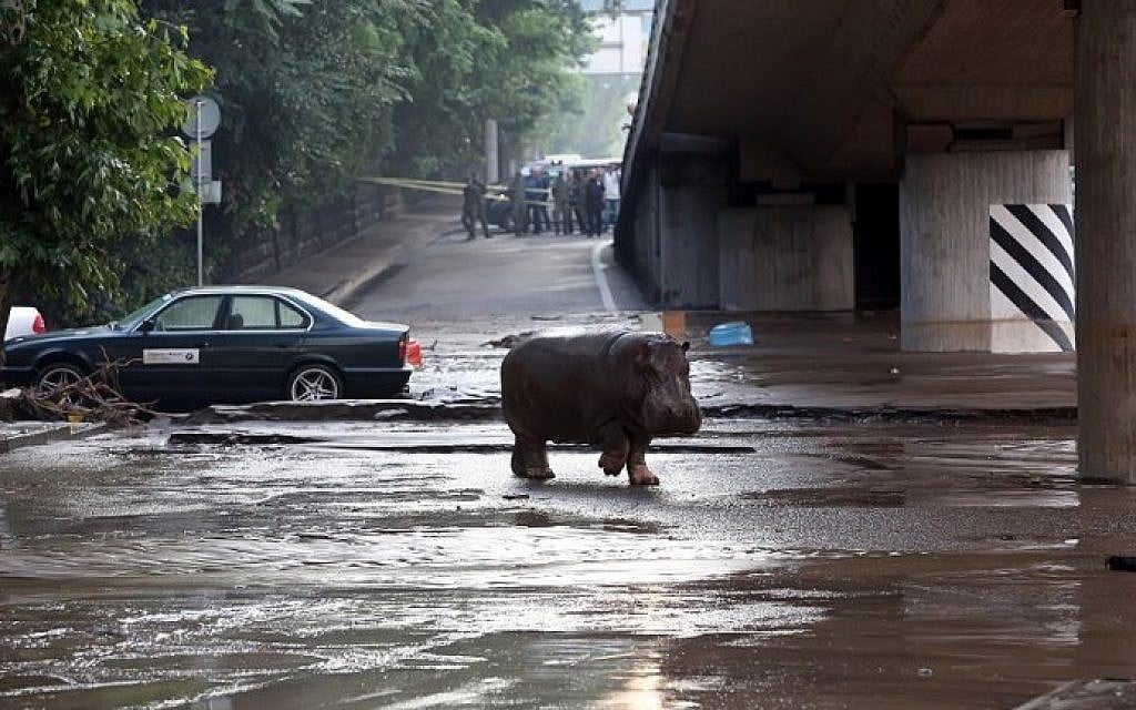 A hippopotamus walks across a flooded street in Tbilisi on June 14, 2015. (Beso Gulashvili/AFP)