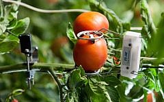 Sensors attached to tomato plants. (Courtesy)