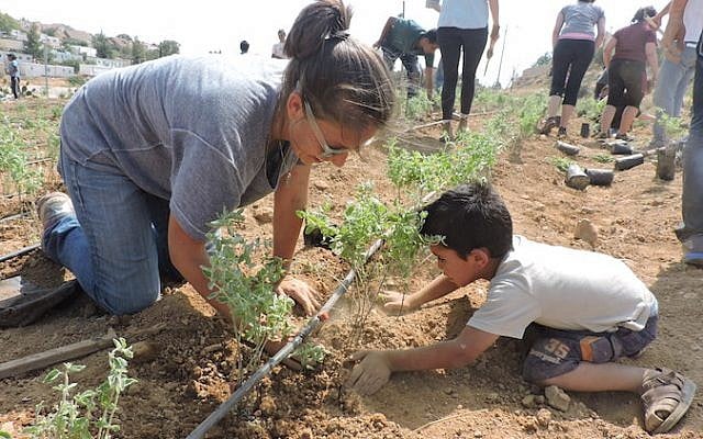 One of the nearly 100 volunteers, mostly Jewish-Americans in their 20s, who helped plant gardens and pave a road in the Palestinian villages of the South Hebron Hills. (Ben Sales) One of the nearly 100 volunteers, mostly Jewish-Americans in their 20s, who helped plant gardens and pave a road in the Palestinian villages of the South Hebron Hills. (Ben Sales)