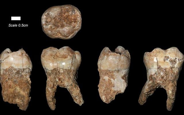 The teeth found at Qesem Cave outside of Tel Aviv (Courtesy: Prof. Israel Hershkovitz/Tel Aviv University) The teeth found at Qesem Cave outside of Tel Aviv (Courtesy: Prof. Israel Hershkovitz/Tel Aviv University)