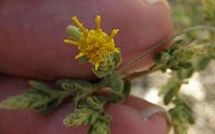 Chiliadenus iphionoides (sharp varthemia), a Middle Eastern shrub found to be effective in treating diabetes. (CC BY-SA Eitan F., Wikimedia Commons)