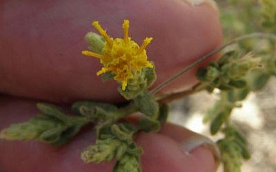 Chiliadenus iphionoides (sharp varthemia), a Middle Eastern shrub found to be effective in treating diabetes. (CC BY-SA Eitan F., Wikimedia Commons)