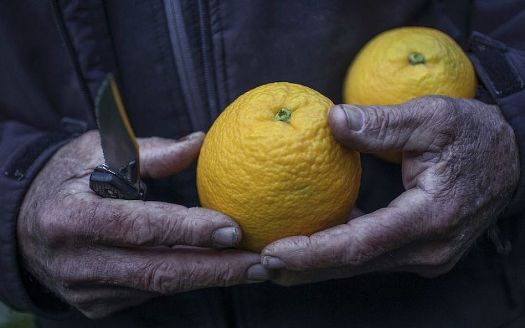 Food photographer Dan Peretz's lemons, at Culinary 2015 (Courtesy Dan Peretz)