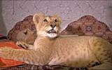 File: A lion cub bought by a Gaza man is seen in June 2015 in the home where he was raised for the past several months by a Palestinian family. An animal rights charity convinced the family to give up the big cats for a better life in a lion shelter in Jordan (Screen capture YouTube)