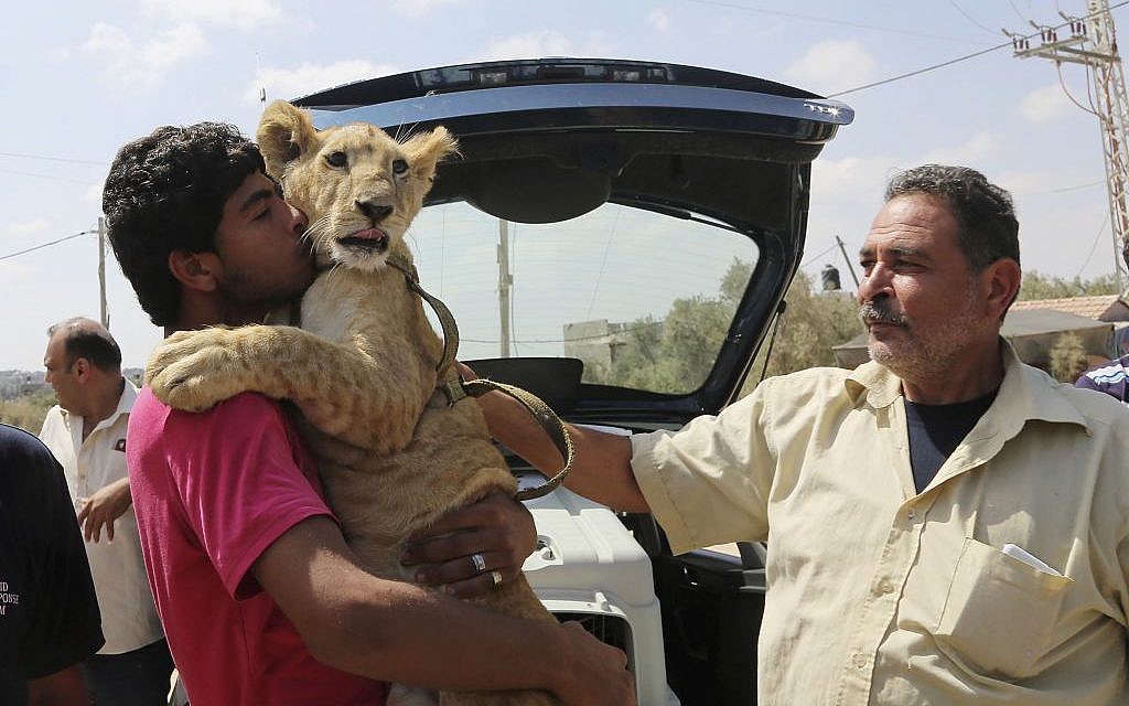 Ibrahim Al-Jamal, 17, hugs Mona, the female lion cub, as his father Saduldin, 54, strokes her as they wait to leave from Gaza to the Erez border crossing between Israel and the Gaza Strip, in Beit Hanoun, in the northern Gaza Strip, Friday, July 3, 2015. (AP /Adel Hana)