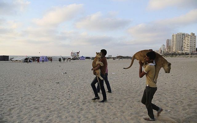 Ibrahim Al-Jamal, 17, and Ahmad Abu Jereda, 16, carry Mona and Max, the female and male lion cubs, as they walk at beach of Gaza City, in the northern Gaza Strip.  June 15, 2015. (AP/Adel Hana)