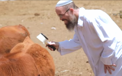 A researcher with the Temple Institute examines one of the red cows born from imported frozen embryos to ensure the cow does not have any white or black hairs, which would render it impure. (courtesy Temple Institute)