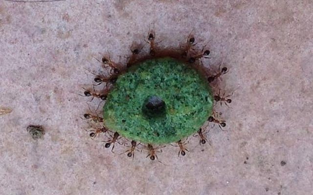 Ants carry cat food across VeeVee Merlin-Knopp's kitchen floor (VeeVee Merlin-Knopp)