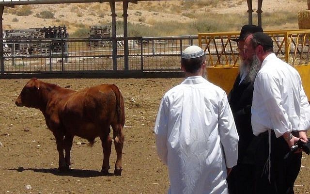 Rabbis from the Temple Institute meet with farmers to discuss the best way to construct a farm that will protect the red heifers from any type of blemish. (courtesy Temple Institute)