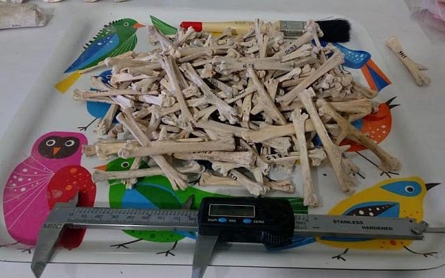 Chicken bones found at the archaeological sit at Marsha (Haifa University)