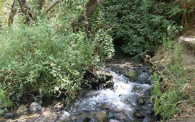 Nahal Snir (Shmuel Bar-Am)