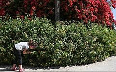 Illustrative photo of a girl smelling flowers in a garden in northern Israel, in 2013. (Flash90)