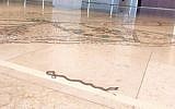 A non-venomous snake was found in the Knesset's Chagall State Hall on Wednesday, July 29, 2015. (David Zviel)