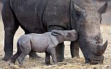 A newborn square-lipped rhinoceros is seen with her six-year old-mother, Keren Peles, at the Ramat Gan Safari zoo near Tel Aviv on August 24, 2015. (AFP PHOTO/MENAHEM KAHANA)