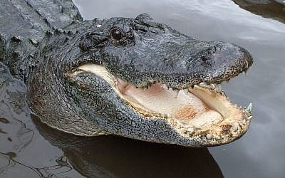 American Alligator (Wikipedia)