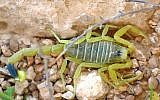 A yellow scorpion in the Negev Desert (Ester Inbar, public domain via Wikimedia Commons)