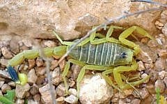 A yellow scorpion in the Negev Desert (Ester Inbar, public domain via Wikimedia Commons)