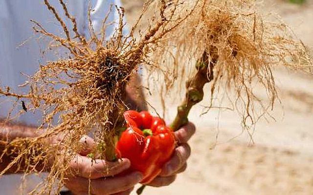 An untreated bell pepper on the left compared to a Nimitz-treated plant on the right. (ADAMA)