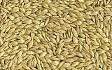 Emmer wheat kernels (Courtesy)