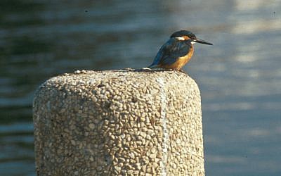 Kingfisher spotted on the Nahal Alexander walk (Shmuel Bar-Am)