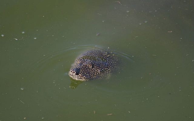 Something very small protruding from the surface: A Nile Soft-Shelled turtle pictured from the Nahal Alexander walk (Shmuel Bar-Am)