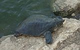 A Nile soft-shelled turtle pictured from the Nahal Alexander walk. (Shmuel Bar-Am)
