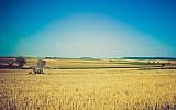 Wheat field (pexels.com)