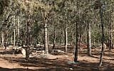 Illustrative: Ben Shemen Forest. (Flickr/StateofIsrael/CC BY-SA 2.0)