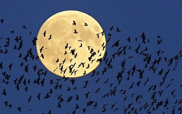 A flock of birds fly by as a perigee moon, also known as a super moon, rises in Mir, Belarus, 95 kilometers (60 miles) west of capital Minsk, Belarus, late Sunday, Sept. 27, 2015. The full moon was seen prior to a phenomenon called a "Super Moon" eclipse that will occur on Monday, Sept. 28. (AP/Sergei Grits) A flock of birds fly by as a perigee moon, also known as a super moon, rises in Mir, Belarus, 95 kilometers (60 miles) west of capital Minsk, Belarus, late Sunday, Sept. 27, 2015. The full moon was seen prior to a phenomenon called a "Super Moon" eclipse that will occur on Monday, Sept. 28. (AP/Sergei Grits)