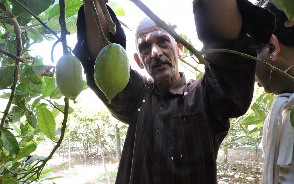 Illustrative: Jewish merchants come from around the world to buy from Moroccan etrog growers like Mohammed Douch in Assads, September 8, 2015. (Ben Sales/JTA) Illustrative: Jewish merchants come from around the world to buy from Moroccan etrog growers like Mohammed Douch in Assads, September 8, 2015. (Ben Sales/JTA)