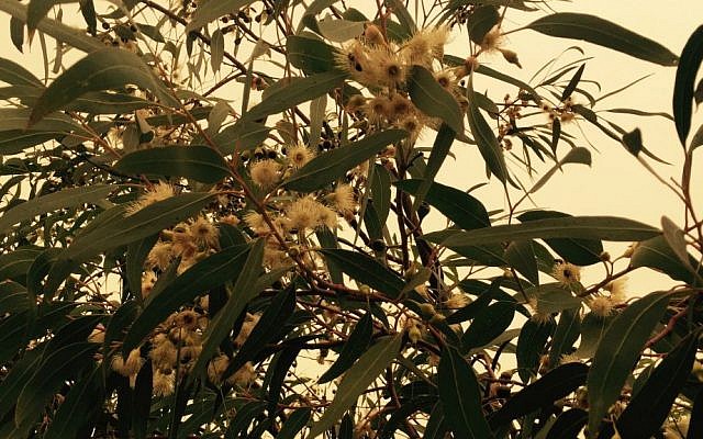 The bell-shaped blooms of the Lemon Mallee eucalyptus help pollination to flourish. (Jessica Steinberg/Times of Israel)