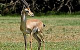 A mountain gazelle. (CC BY-SA 3.0, Bassem 18, Wikimedia Commons)