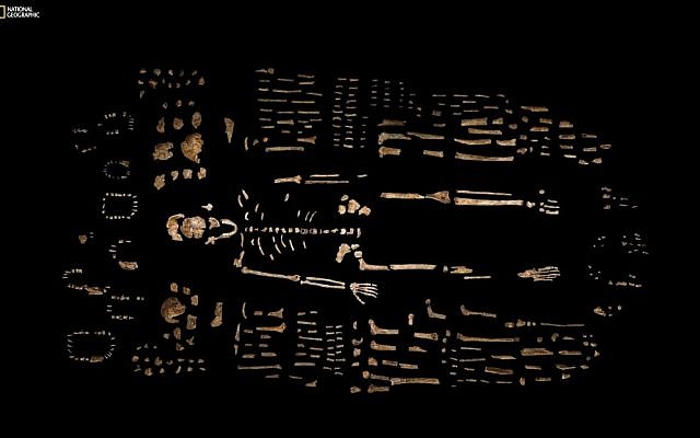 This photo provided by National Geographic from their October 2015 issue shows a composite skeleton of Homo naledi surrounded by some of the hundreds of other fossil elements recovered from the Rising Star cave in South Africa, photographed at the Evolutionary Studies Institute of the University of the Witwatersrand in Johannesburg, South Africa.  (Robert Clark/National Geographic, Lee Berger/University of the Witwatersrand via AP) 
