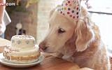 9/11 rescue dog Bretagne inspects her birthday cake at a party in New York on September 11, 2015. (screen capture: Sky News)