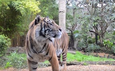 Israeli-born Oz the Sumatran tiger at Hamilton Zoo in 2013 (YouTube screen capture)