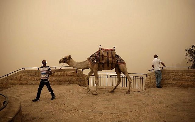 A Palestinian man walks with a camel on the Mount of Olives in Jerusalem, on September 8, 2015 in Jerusalem. (AFP/THOMAS COEX) A Palestinian man walks with a camel on the Mount of Olives in Jerusalem, on September 8, 2015 in Jerusalem. (AFP/THOMAS COEX)