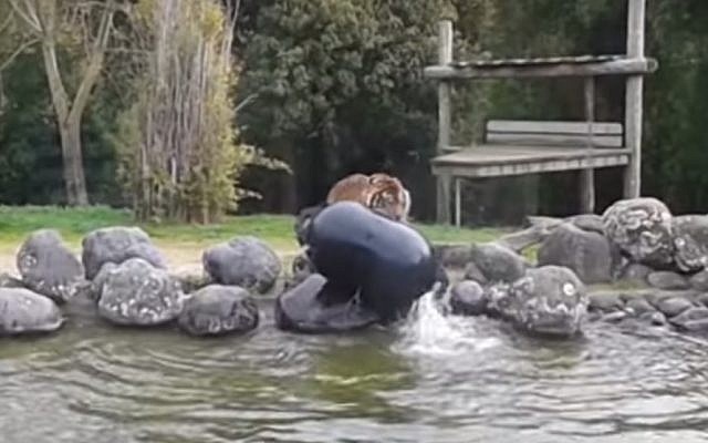 Israeli-born Oz the Sumatran tiger at Hamilton Zoo lifts a 70 liter water barrel (screen capture: YouTube) Israeli-born Oz the Sumatran tiger at Hamilton Zoo lifts a 70 liter water barrel (screen capture: YouTube)