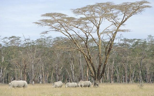 Rhinos under an acacia tree in Lake Nakuru National Park, near the Kasuku Jewish Community. (Melanie Lidman/Times of Israel)