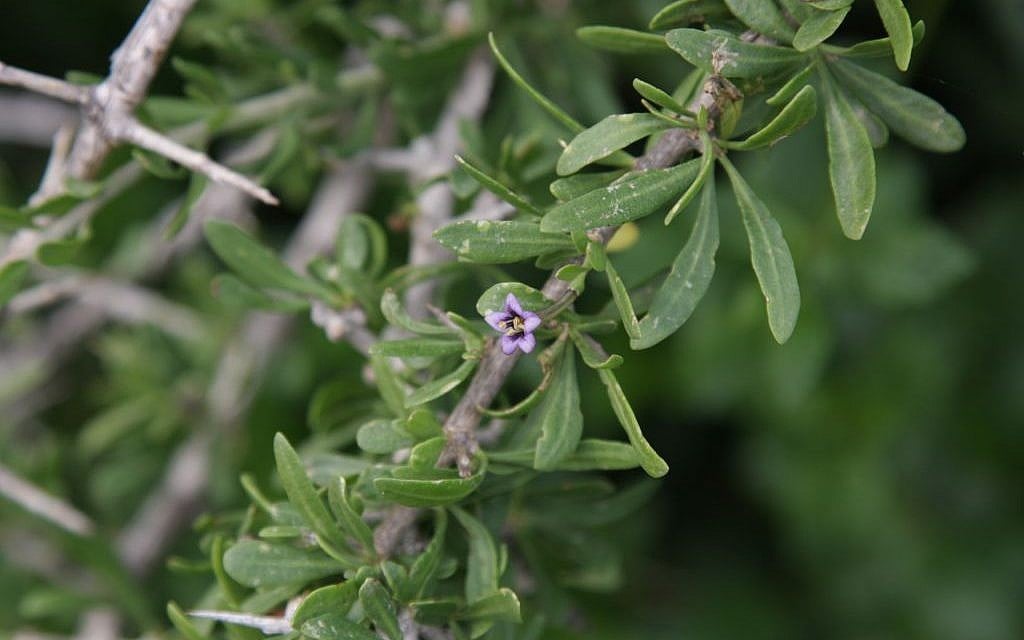 Boxthorn at Palmachim (Shmuel Bar-Am)