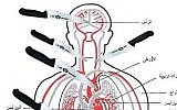 An anatomical chart posted on Facebook by Gazan Zahran Barbah on October 8, 2015, showing which parts of the body to aim for when stabbing a victim. (Courtesy of MEMRI)