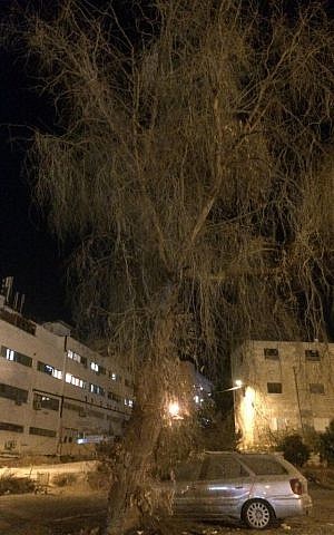 The eucalyptus tree that started it all (Rebecca Coulson)