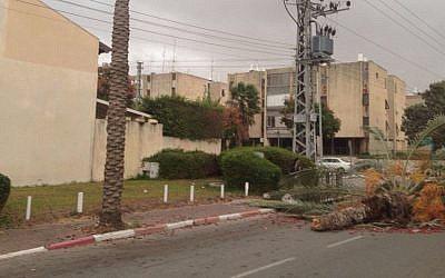 A fallen tree in Yavne amid strong winds and rain, October 25, 2015. (Inbar Anolik)
