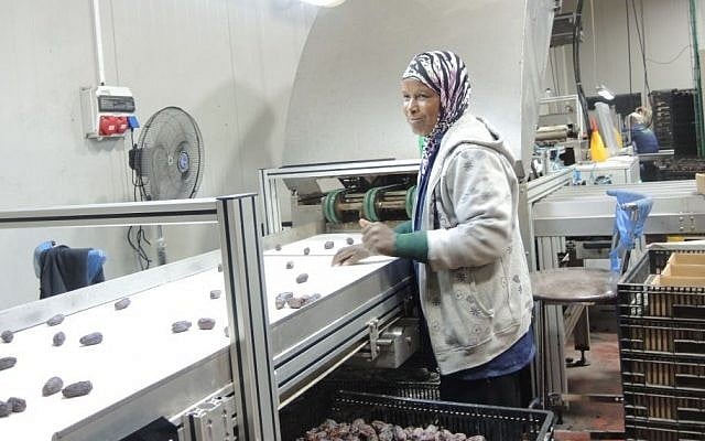 A Palestinian woman sorts dates on November 11, 2015 at an Israeli-owned factory in the Jordan Valley region of the West Bank. There are 6000-12000 Palestinians working for Israeli agriculture companies in the Jordan Valley. (Melanie Lidman/Times of Israel)